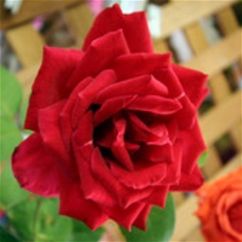 Obituario de Pelagia Raza Galicinao