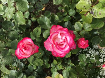 Obituary of Margaret Jeanine McDonald