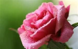 Obituary of Ann Louise Miller
