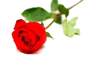 Obituary of Wanda Faye Campbell