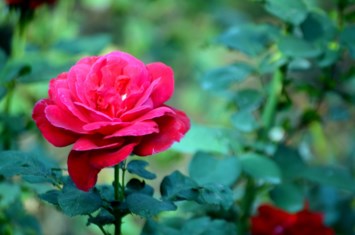 Obituary of Patricia Ahearn