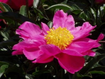 Obituary of Frances R. Alexander