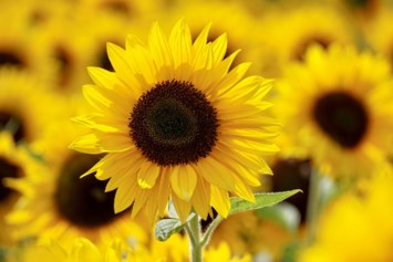 Obituary of Sue Carol Duffey