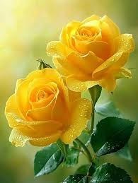 Obituary of Barbara Louise Cuneo