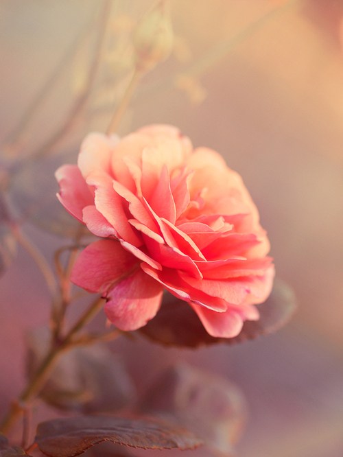 Avis de décès de Estella Salas