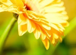 Obituary of Amarjit Singh