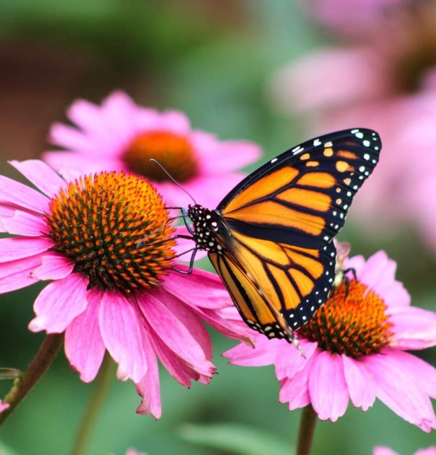 Obituary of Francine Royce Kraus