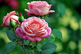 Obituary of Starla L. Jenkins