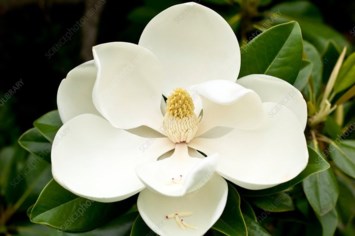 Obituary of Bing Zi Feng