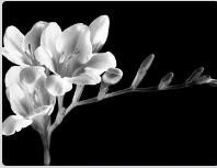 Obituary of Jeanette Threse Roark