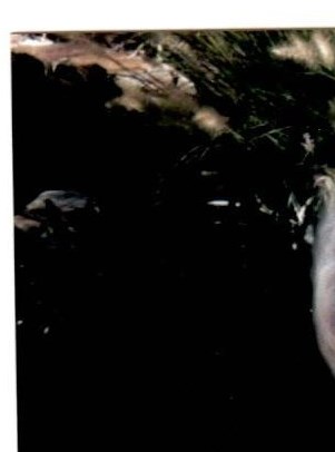 Thelma Hardy Obituary - Fort Worth, TX