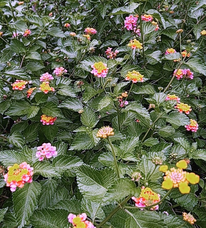 Obituary of Edna M Sykes