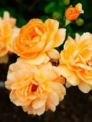 Obituary of Theta Catherine LaMadrid