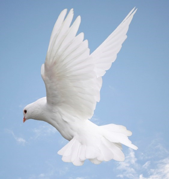 Obituary of Sr. Brigid Walsh, SSJ