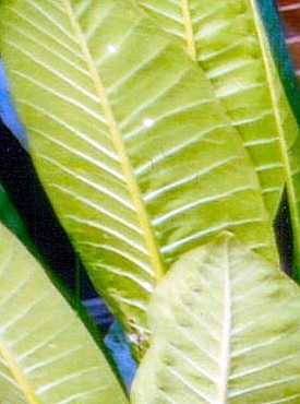 Lanny M. Littleton Sr. Obituary Pelham, AL