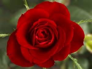 Obituary of Clara Catherine Butler