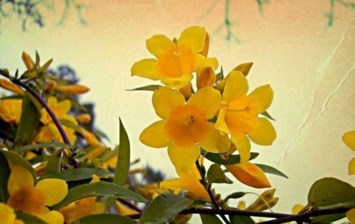 Obituary of Janice Leah Gardner