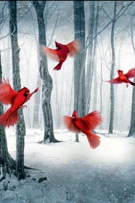 Obituary of Carol June Strope