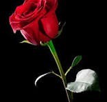 Obituary of Carolyn Sue Silva