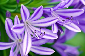 Obituario de Barbara Alice Coxon