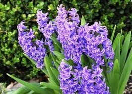 Obituary of Floss M. Carlson