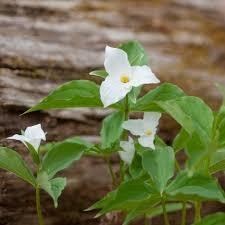 Obituary of Anna Louise Evans