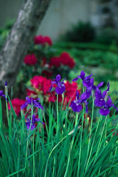 Obituary of Bonnie Gay Whidden-Williams