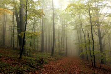 Obituary of Philip Lyn Maddox