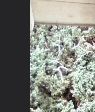 Daniel Lopez Obituary Anaheim, CA