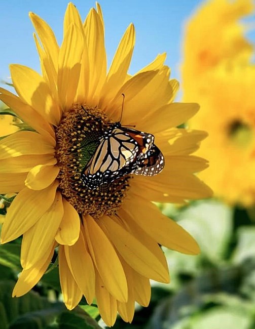 Obituario de Linda Joyce Daub