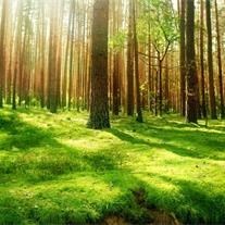 Obituary of Sammy Edward Pearson