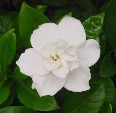 Obituary of Rita Ann Olson