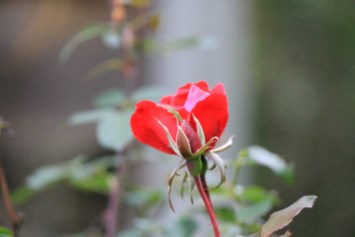 Obituary of Jennifer Anderson