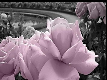 Obituary of Alexandra Bordeaux