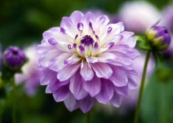 Obituary of Jacklene Mae Conrad