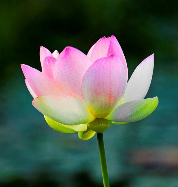 Obituary of Tien That Ton