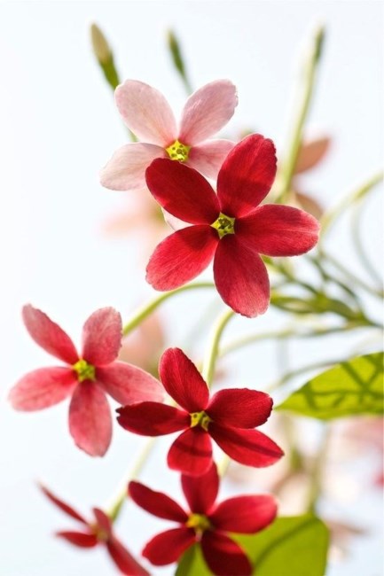 Obituary of Dorothy Fenn Pearson