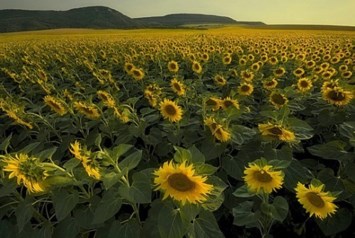 Avis de décès de Donna L Roberts