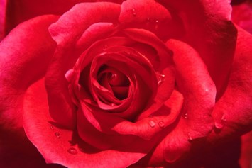 Obituary of Beatrice Eleanor Turner