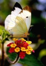 Mary Nan� Munro