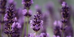 Obituary of Evelynn Carol Hayes