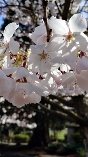 Obituary of Jeri Frances Evans