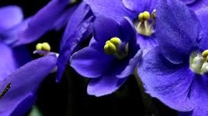 Avis de décès de Emily C Ross