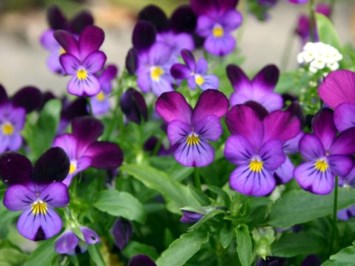 Obituary of Joan Marie Waite