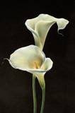 Jill Dugas