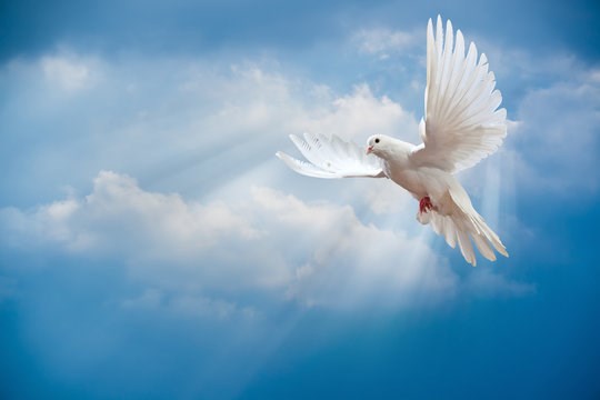 Obituary of Ronald Delbert Meadows
