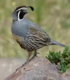 Obituary of Charlene Walker Talbot