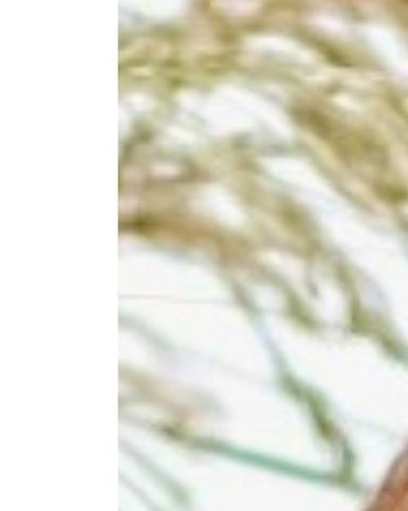Lisa Page Obituary Columbia, MO