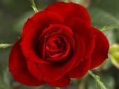 Obituario de Consuelo D. Garcia