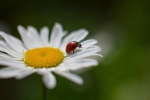 Obituario de Sonia Garza Torres